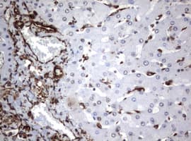 Monoclonal Mouse anti-Human Vimentin Antibody (clone OTI5D7, IHC, WB)