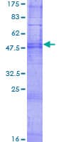 Human OR2M4 Protein (Recombinant GST)