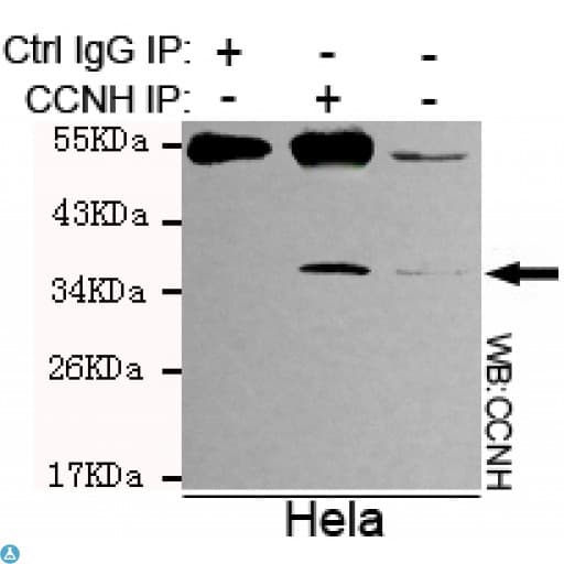 Monoclonal Mouse anti-Human CCNH / Cyclin H Antibody (WB)