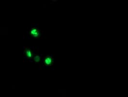 ALX4 Antibody (clone OTI2E1)