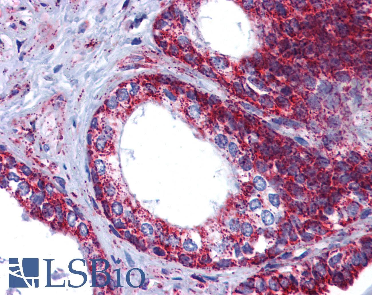 PathPlus™ HSPA9 / Mortalin / GRP75 Antibody (aa630-679)