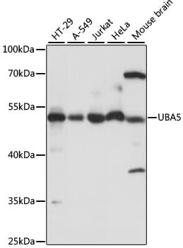 UBE1DC1 / UBA5 Antibody