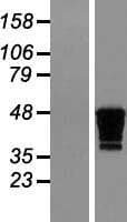 CKMT1B Protein (Over-Expression Lysate Myc-DDK (Flag))