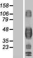 Human CD32B Protein (Over-Expression Lysate Myc-DDK (Flag))