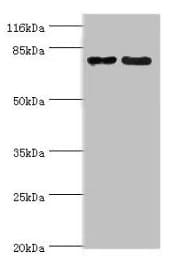 MTRR Antibody (aa1-725)
