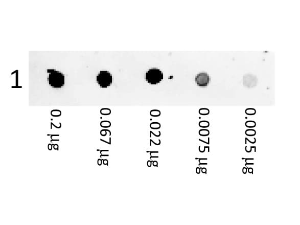 Goat Anti-Mouse IgG Secondary Antibody (RPE)