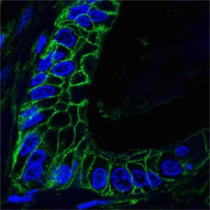 IHC-plus™ CD44 Antibody (clone 8E2F3)