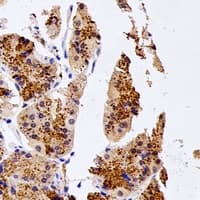 NUDT15 Antibody