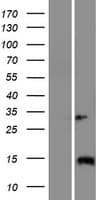 IQCJ Protein (Over-Expression Lysate Myc-DDK (Flag))