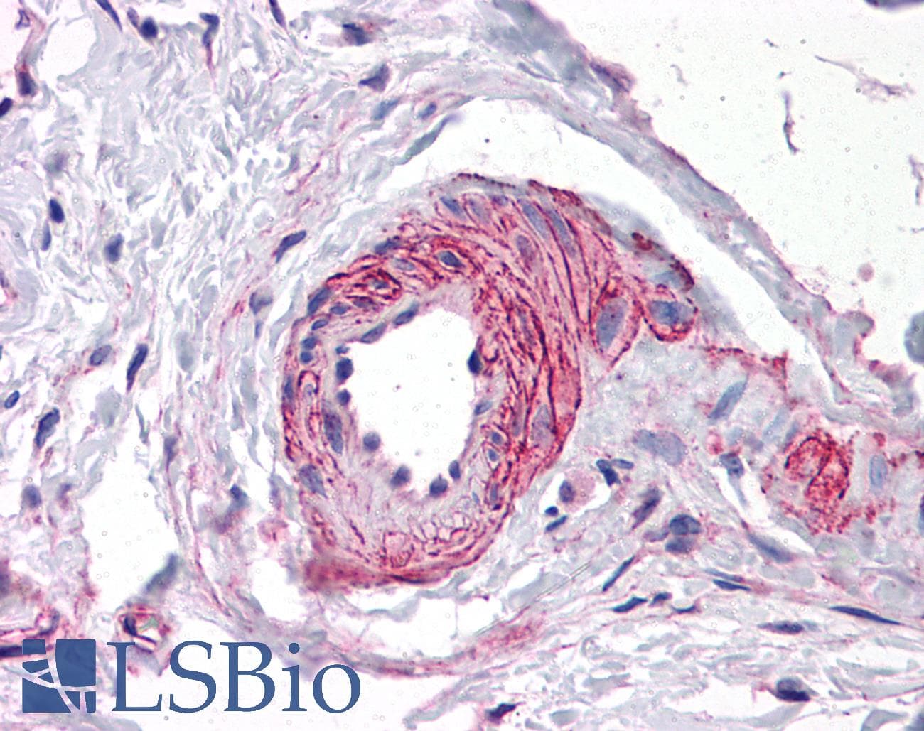 IHC-plus™ ERG Antibody
