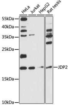 JUNDM2 / JDP2 Antibody