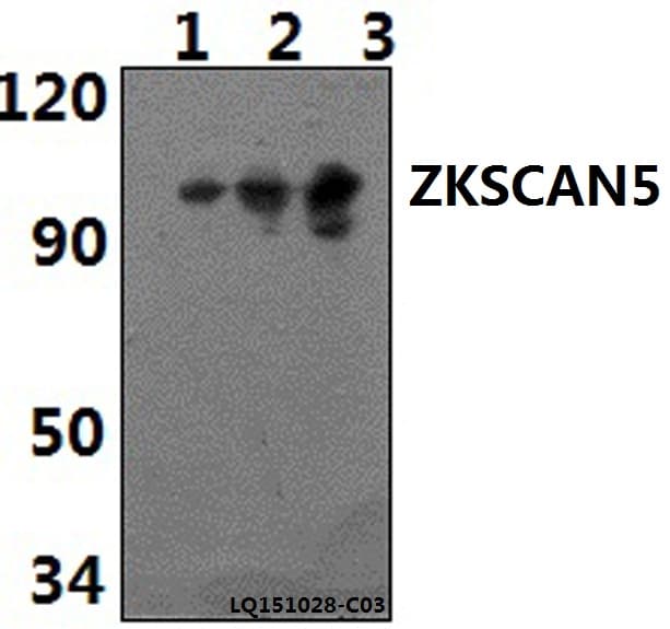 ZKSCAN5 Antibody