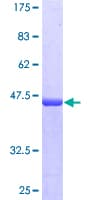 Human PPP1R1C Protein (Recombinant GST)
