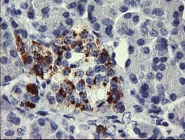 Monoclonal Mouse anti-Human CHGA / Chromogranin A Antibody (clone OTI1A3, Carrier-free, IHC, IF, WB)