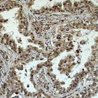EIF4A1 Antibody
