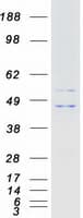 Human KCNJ9 / Kir3.3 / GIRK3 Protein (Recombinant Myc-DDK (Flag))
