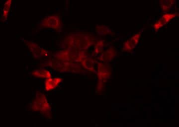 MRPS34 Antibody