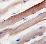 APG4B / ATG4B Antibody (aa258-284)