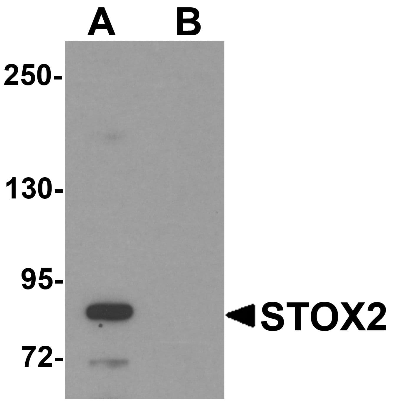 IHC-plus™ STOX2 Antibody