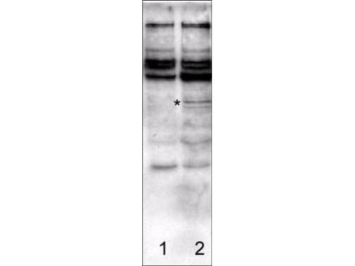 Polyclonal Rabbit anti-Rat CASP2 / Caspase 2 Antibody (N-Terminus, WB)