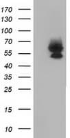 VMD2L3 / BEST3 Antibody (clone OTI3B11, Carrier-free)