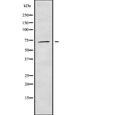 PABPC3 Antibody