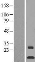 C1orf151 Protein (Over-Expression Lysate Myc-DDK (Flag))