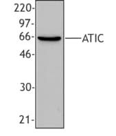 IHC-plus™ AICAR / ATIC Antibody (clone F38 P7 H9)