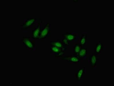 IHC-plus™ TMEM47 Antibody