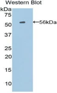POMC / Proopiomelanocortin Antibody (aa27-235)