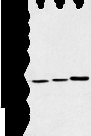 MORF4L1 / MRG15 Antibody