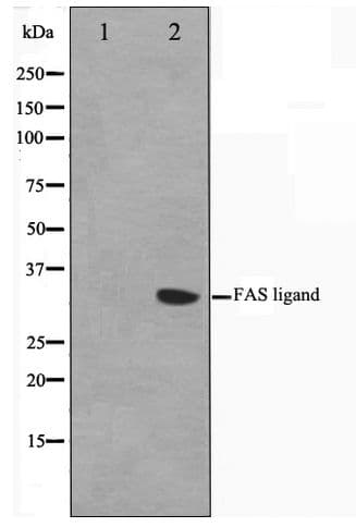 Polyclonal Rabbit anti-Human FASLG / Fas Ligand Antibody (IHC, WB)