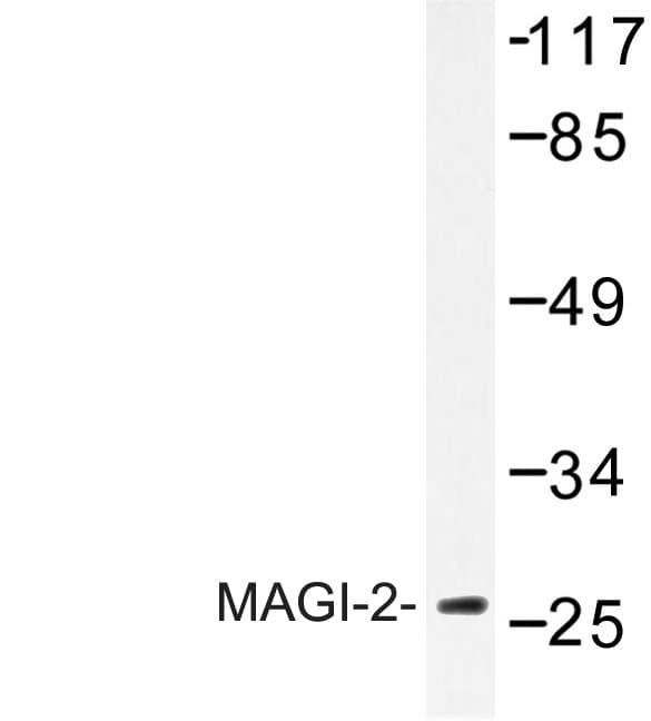 MAGI2 / AIP-1 Antibody (Glu255)