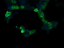 RASA1 Antibody (clone OTI1H2)