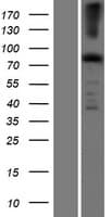 EFHC2 Protein (Over-Expression Lysate Myc-DDK (Flag))