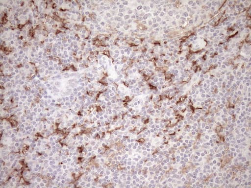 FBP / FOLR2 Antibody (aa20-221, clone OTI8G1, Carrier-free)
