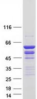 Human TCP11L1 Protein (Recombinant Myc-DDK (Flag))