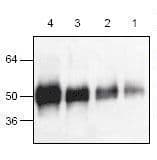 IHC-plus™ VEGFA / VEGF Antibody