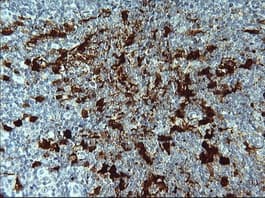IDO1 / IDO Antibody (clone OTI1A3)