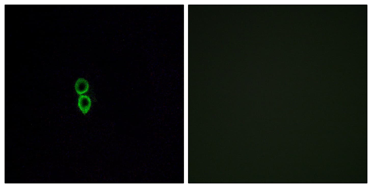 Polyclonal Rabbit anti-Human OR5W2 Antibody (aa158-207, IF, WB)