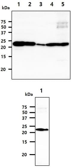 PARK7 / DJ-1 Antibody (clone AT1E12)