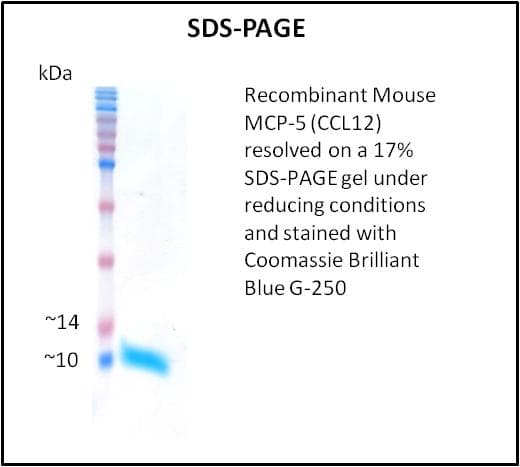 Mouse Ccl12 / MCP5 Protein (Recombinant)