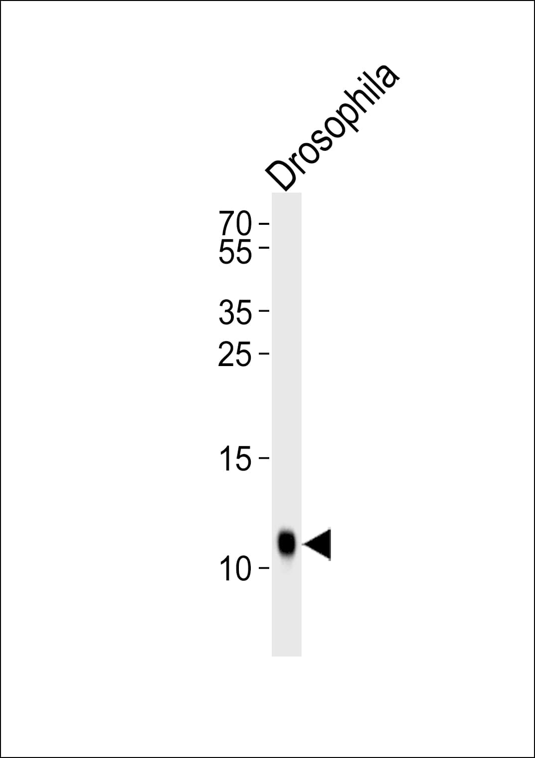SUMO Antibody (aa37-66)