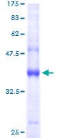 Human AP2S1 Protein (Recombinant GST)