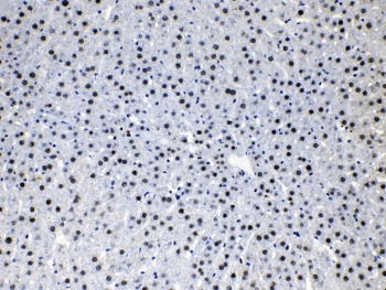 HDGF Antibody