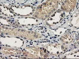 NAPE-PLD Antibody (clone OTI4B12, Carrier-free)