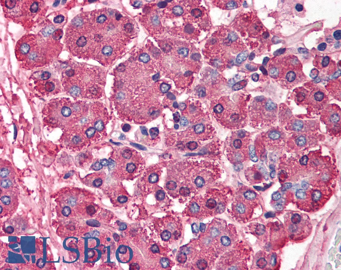 IHC-plus™ SKI Antibody