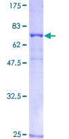 Human TUBA1A / Tubulin Alpha 1a Protein (Recombinant GST)