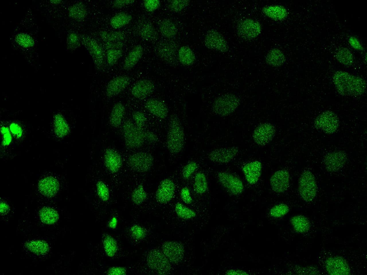 Polyclonal Rabbit anti-Human PROSER1 / C13orf23 Antibody (IF)
