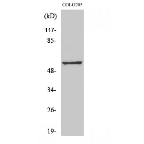 GPR176 Antibody (440-520 aa, C-terminal)